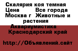 Скалярия коя темная › Цена ­ 50 - Все города, Москва г. Животные и растения » Аквариумистика   . Краснодарский край